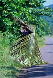 Archipel-des-Comores;-Campagne;-Cocotier;-France;-Homme;-Kaleidos;-Kaleidos-images;-La-parole-à-limage;-Laurent-Abad;-Mayotte;-Océan-Indien;-Palme;-Portage;-Route;-Stories-Pictures;-Végétation